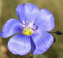 Blue Flax
