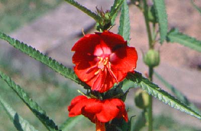 blood-red pentapetes_phoenicea