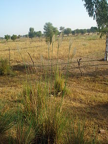 Saccharum.munga
