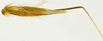wild oat